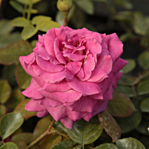 Vrtnica intenzivnega vonja - Roza - Chartreuse de Parme™ - 